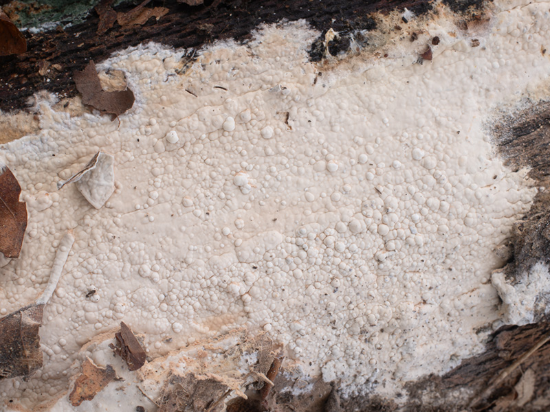 Gloeohypochnicium analogum